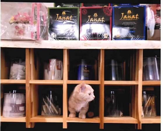 会社設立　宮崎